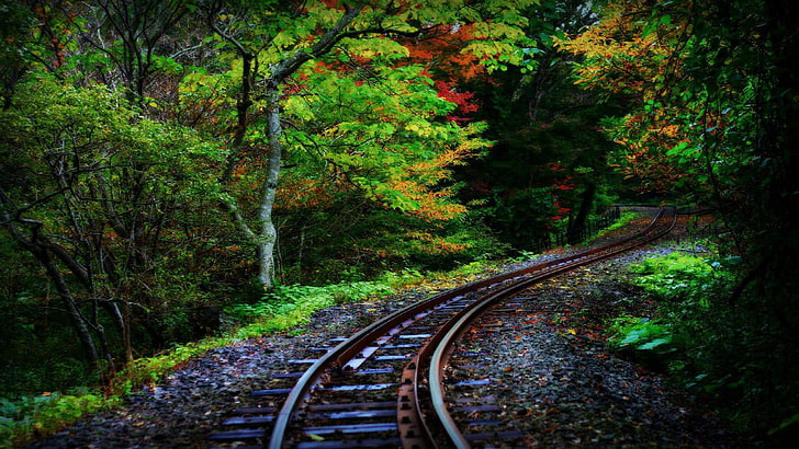 track, nature, forest, vegetation, railway, rails, railroad, woodland, autumn, wilderness, tree, deciduous, HD wallpaper