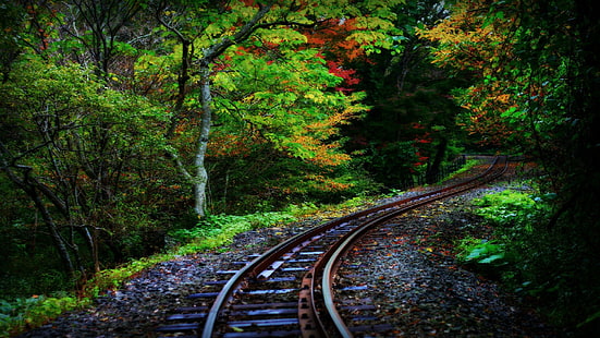 track, nature, forest, vegetation, railway, rails, railroad, woodland, autumn, wilderness, tree, deciduous, HD wallpaper HD wallpaper