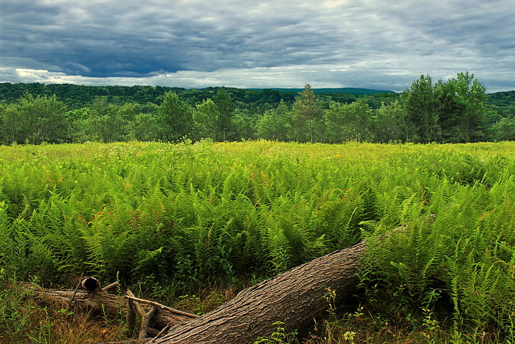 wide-angle photography of green Fern field, cherry valley, national wildlife refuge, cherry valley, national wildlife refuge, Cherry Valley National Wildlife Refuge, Revisit, wide-angle photography, Pennsylvania, Monroe County, Blue Mountain, Kittatinny Mountain, Appalachian Mountains, Poconos, hiking, landscape, meadow, plants, ferns, hay, logs, trees, hills, sky, clouds, nature, summer, creative commons, agriculture, rural Scene, outdoors, farm, green Color, plant, scenics, HD wallpaper