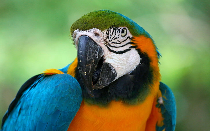 Färgglada Macaw Parrot Wallpaper för mobiltelefon 8352, HD tapet