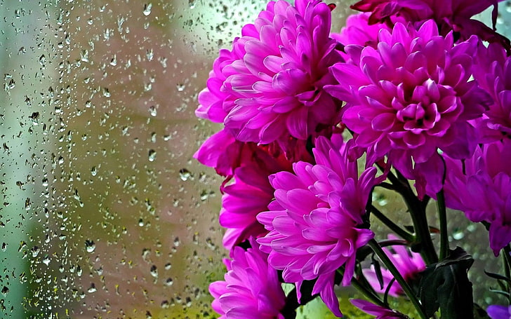 Purple Flowers Chrysanthemums Glass Drops Water Rain Hd Wallpapers For Mobile Phones And Laptops, HD wallpaper