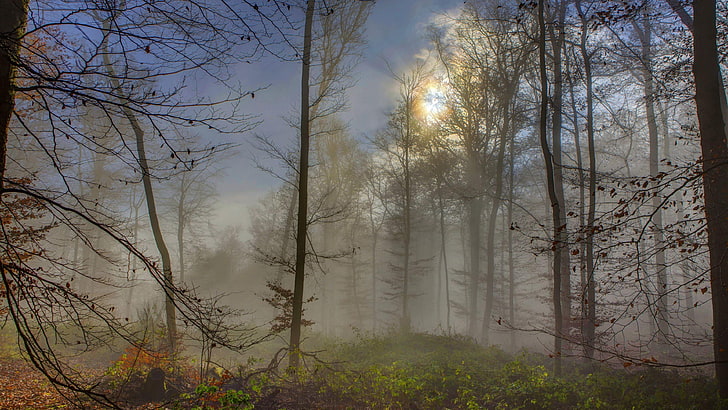alba, bosco, foresta, albero, nebbia, nebbioso, cielo, mattina, nebbia, luce del sole, ramo, natura, Sfondo HD