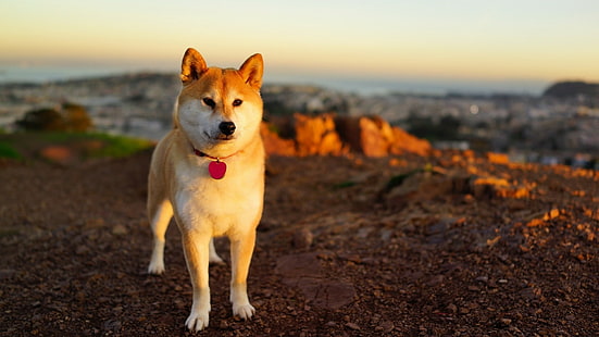 Tiere, Shiba Inu, Hund, HD-Hintergrundbild HD wallpaper