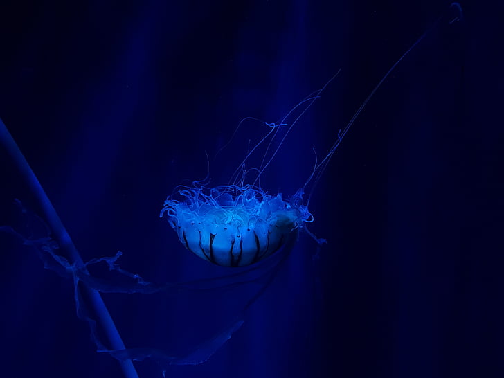 Meduse, Underwater, Deep ocean, 4K, Sfondo HD