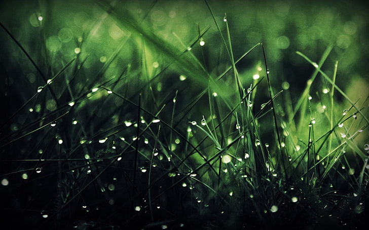 zielona trawa, fotografia makro zielonej trawy, deszcz, trawa, zieleń, natura, tęcze, krople wody, makro, Tapety HD