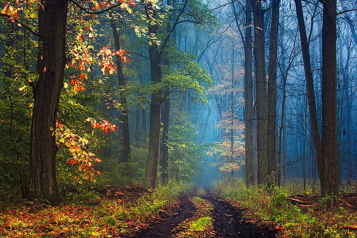 forest painting, forest trees painting, road, mist, forest, leaves, grass, trees, fall, nature, landscape, HD wallpaper