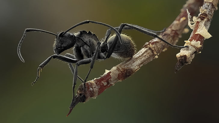 black ant, ants, black, macro, insect, animals, nature, HD wallpaper