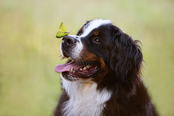face, background, butterfly, dog, Bernese mountain dog, HD wallpaper