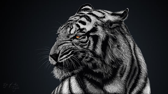 tigre gris y negro, foto en escala de grises de tigre, animales, tigre, tigres blancos, naturaleza, Fondo de pantalla HD HD wallpaper