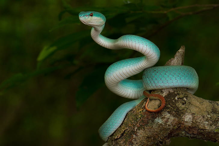 hewan, alam, ular, reptil, Wallpaper HD