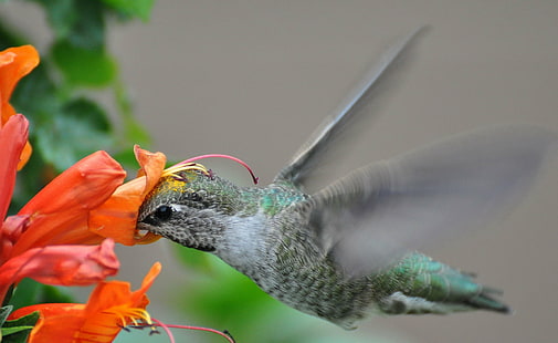 close up photography of green and gray bird eating flower nectar, humming birds, humming birds, Humming Birds, close up photography, green, gray, eating, flower, nectar, Nature, AZ, Arizona, hummingbird, bird, animal, feather, wildlife, hovering, beak, animal Wing, flying, HD wallpaper HD wallpaper