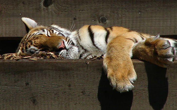 durmiendo, animales, tigre, Fondo de pantalla HD