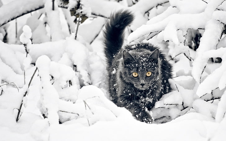 black and gray cat, cat, fluffy, branches, snow, hunting, HD wallpaper