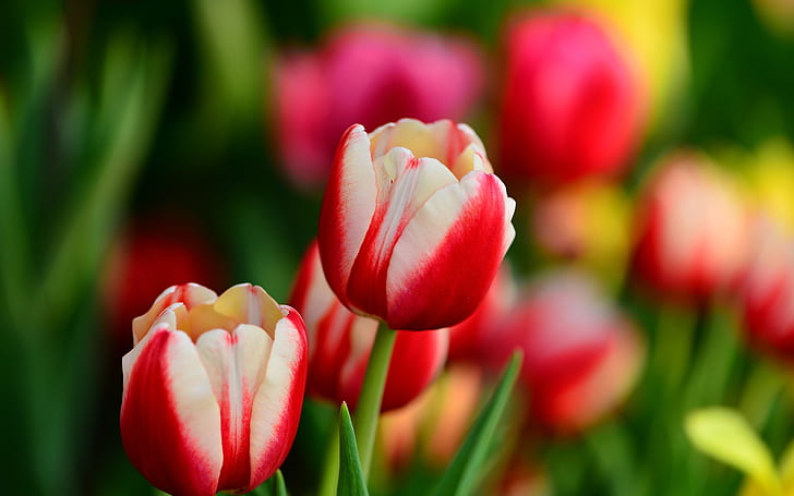 Pétalos rojos y blancos, flores de tulipán, primavera, rojo, blanco, pétalos, tulipán, flores, primavera, Fondo de pantalla HD