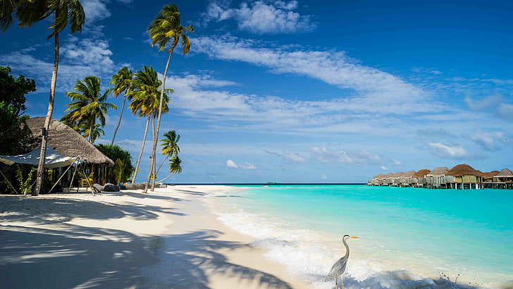 semesterort, sommar, bungalow, dagtid, kust, turism, hav, strand, arecales, tropikerna, palmträd, semester, strand, arabiska havet, havet, himlen, Maldiverna, HD tapet
