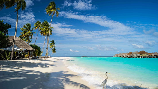 kurort, lato, bungalow, dzień, wybrzeże, turystyka, ocean, plaża, arecales, tropiki, palma, wakacje, brzeg, morze arabskie, morze, niebo, Malediwy, Tapety HD HD wallpaper