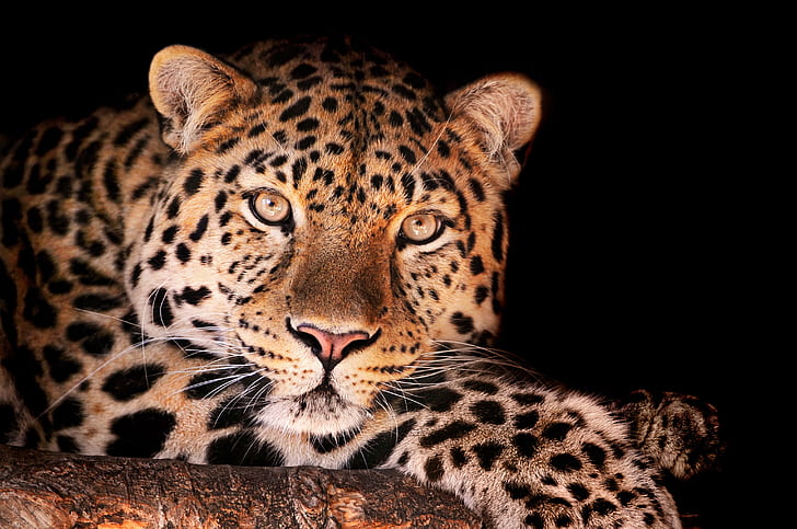 leopard, looks, Magnificent leopard, HD wallpaper