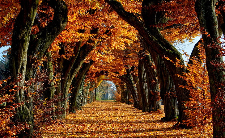 Beautiful Path, brown leafed tree, Seasons, Autumn, Paradise, Beautiful, Trees, Path, trees aligned, HD wallpaper
