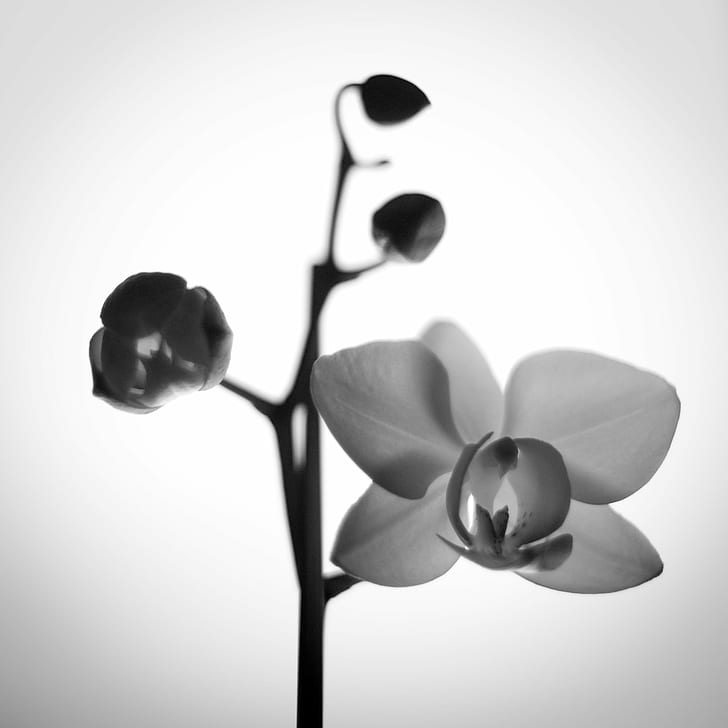 grayscale photo of a orchid, grayscale, photo, orchid  flower, phalaenopsis, orchid, nature, flower, HD wallpaper