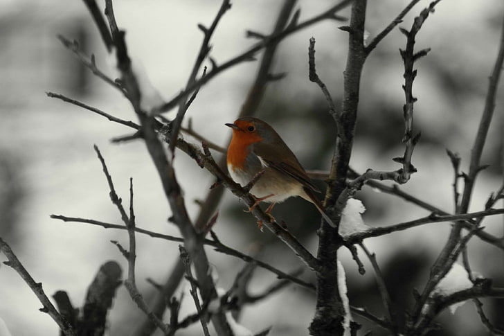 bird, feather, forest, grey, red, robbin, tree, HD wallpaper