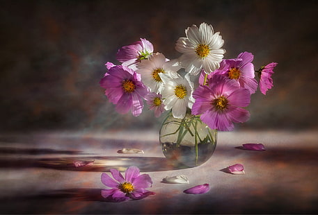 Fotografie, Stillleben, Kosmos, Blume, Rosa Blume, Vase, Weiße Blume, HD-Hintergrundbild HD wallpaper