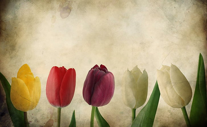 3d Tulips, white,red,pink and yellow tulips painting \, nice, 3d, tulips, cool, 3d and abstract, HD wallpaper