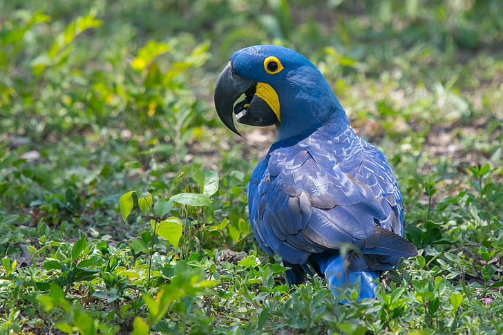 Fåglar, Hyacinth Macaw, Bird, Papegoja, Wildlife, HD tapet