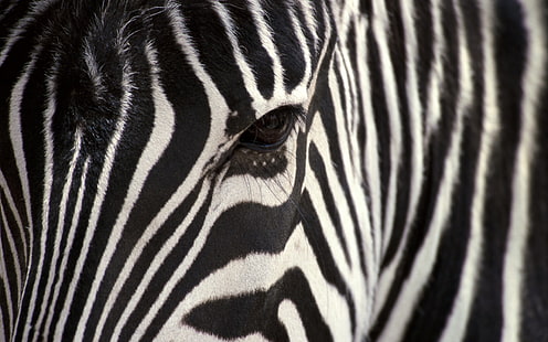 Zebra HD ، حمار وحشي أبيض وأسود ، حيوانات ، حمار وحشي، خلفية HD HD wallpaper