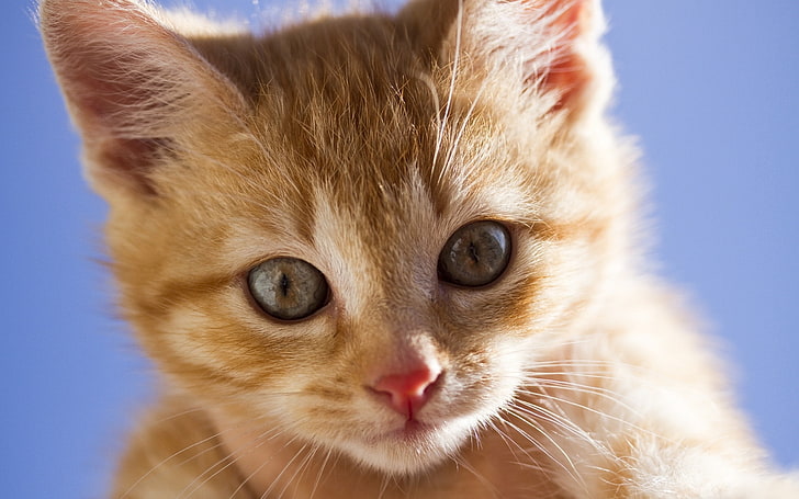 turuncu tabby yavru kedi, yavru kedi, yüz, gözler, kırmızı, korkmuş, HD masaüstü duvar kağıdı