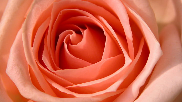 Rose HDTV 1080p HD, różowa róża, kwiaty, róża, 1080p, hdtv, Tapety HD