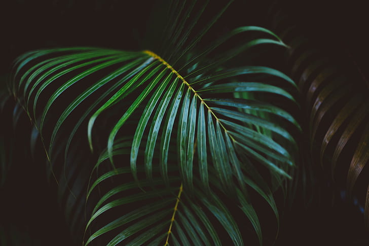 daun kelapa, close-up, cabang, Nature, Wallpaper HD
