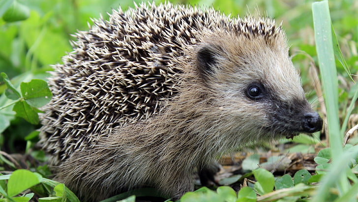 hedgehog, HD wallpaper