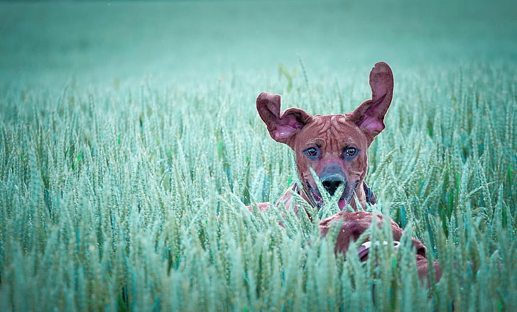 brauner Hund, Hund, HD-Hintergrundbild