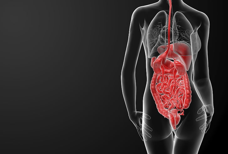 иллюстрация кишечника человека, женщина, тело, человеческие органы, HD обои