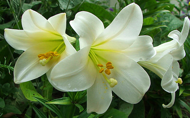 White Lilium Candidum Madonna Lily Family Of Lilies Flower Lily Photo Wallpaper Hd Ffor Mobile Phones Tablet And Pc 2560 × 1440, วอลล์เปเปอร์ HD