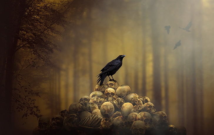 rave perched on pile of human skull illustration, raven, spooky, animals, skull, HD wallpaper