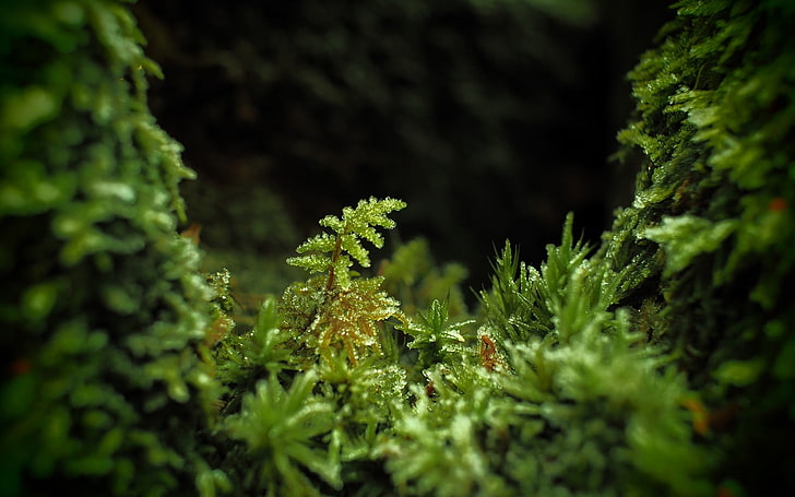 зеленые лиственные растения, фотография, макро, листья, растения, глубина резкости, темнота, капли воды, дождь, HD обои