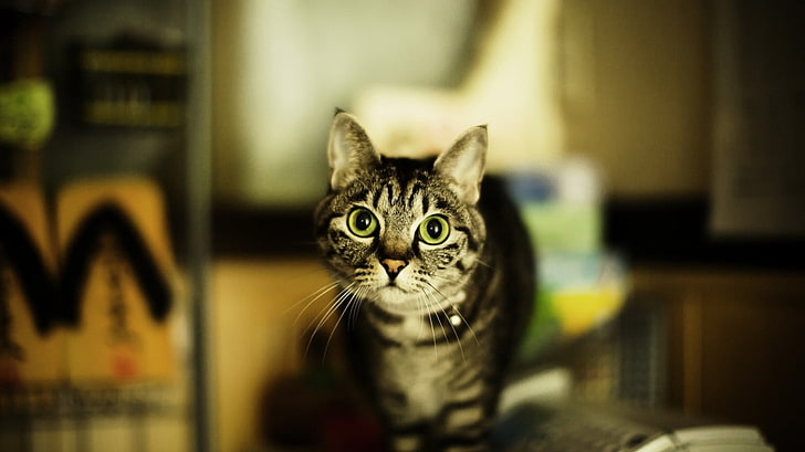 braune Tabbykatze, Katze, Tiere, HD-Hintergrundbild