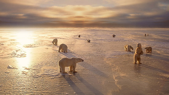 heard of polar bear, animals, nature, ice, landscape, polar bears, sunlight, HD wallpaper HD wallpaper