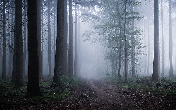 paisaje, naturaleza, atmósfera, bosque, mañana, camino, niebla, árboles, camino de tierra, Fondo de pantalla HD