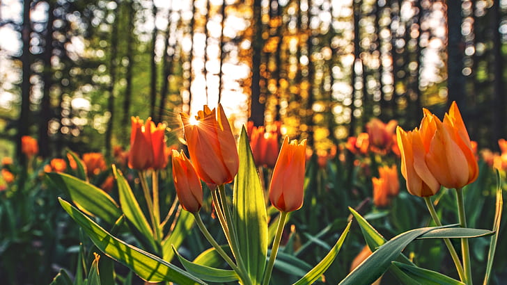 tulipani, foresta, piante, fiori, fiori rossi, raggi del sole, Sfondo HD
