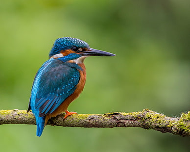 shallow focus photography of Kingfisher on tree branch, Handsome, shallow focus, photography, Kingfisher, tree branch, male, Lens, bird, wildlife, animal, nature, beak, bee-Eater, multi Colored, blue, HD wallpaper HD wallpaper
