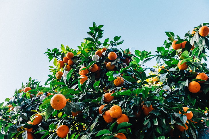 orange fruits, tangerines, fruit, tree, HD wallpaper
