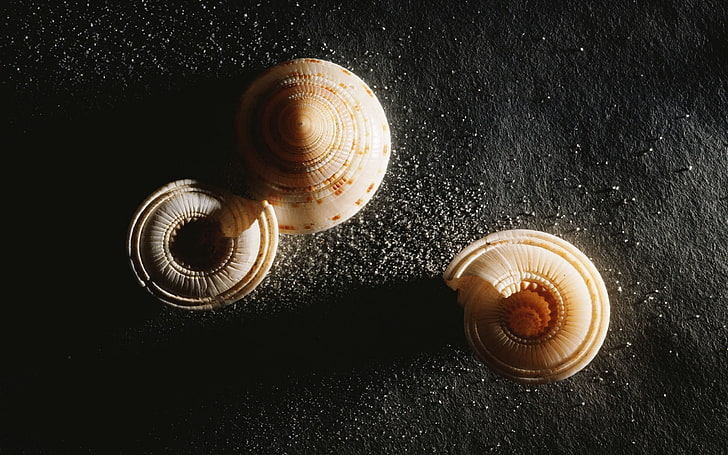 two gray snails, shell, shape, spiral, shadow, HD wallpaper