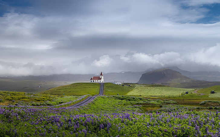 campo de flores de lavanda púrpura, paisaje, cielo, naturaleza, Islandia, campo, iglesia, Fondo de pantalla HD