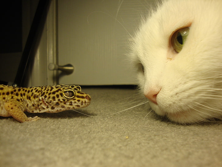 vit katt tittar på brun ödla på flor, katt, ödlor, leopardgecko, gecko, kärlek, HD tapet