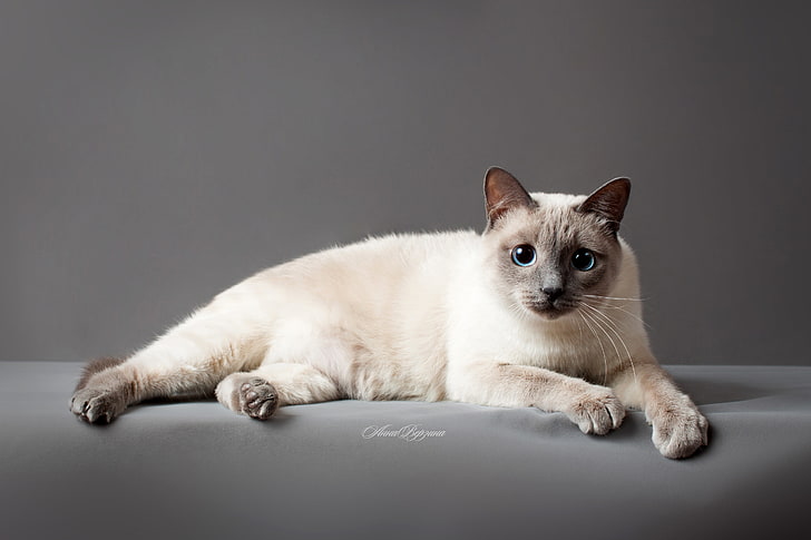 قط سيامي أبيض ، قطة ، عيون ، خلفية رمادية ، قطة تايلندية ، قطة تايلندية، خلفية HD