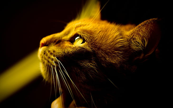 Внимание на кафява котка, близък план на лицето, жълти очи, кафяво, котка, внимание, лице, жълто, очи, HD тапет