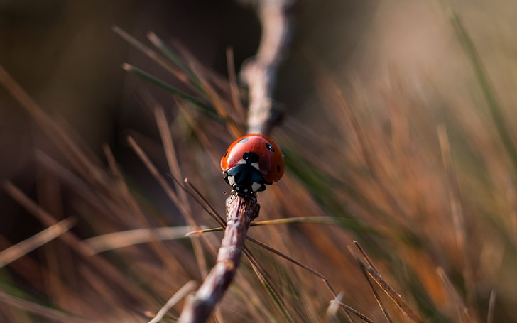 insect, ladybugs, macro, blurred, grass, HD wallpaper