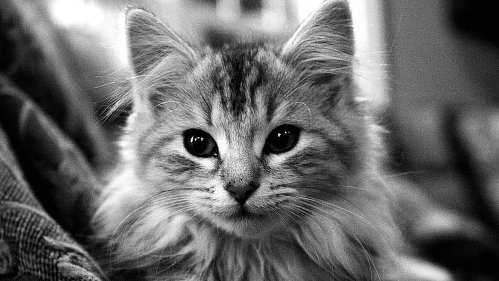 I'm A Lion ..., kucing kucing perak, wajah, kucing, cantik, hitam dan putih, lucu, istimewa, photoshop, suka diemong, fotografi, manis, Wallpaper HD
